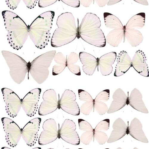 Принт – Butterfly № 13